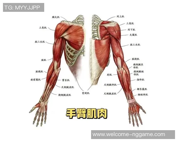 有效提升肱二头肌力量的哑铃锻炼方法与技巧解析